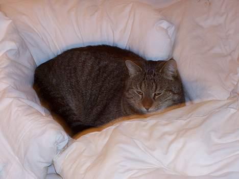 Blanding af racer tiger - mmmhhh....det er dejligt at få lov at ligge i fars dyne.... billede 15