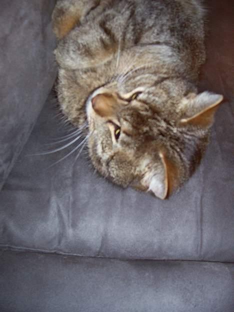 Blanding af racer tiger - Halllo.....kan jeg ikke få lov til at sove i fred..... billede 16