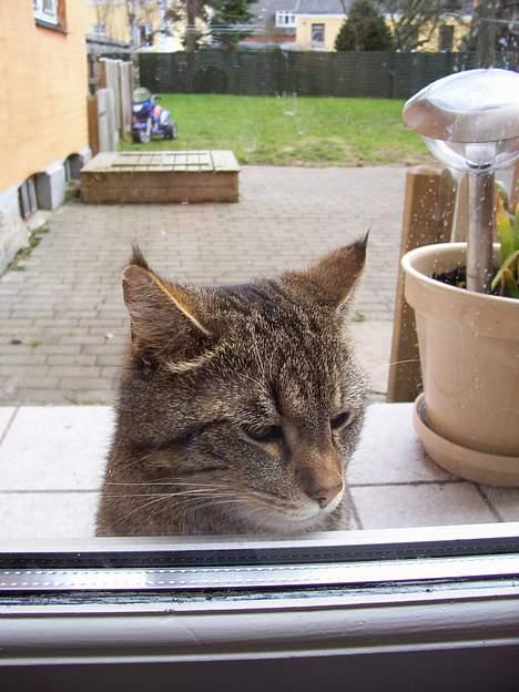 Blanding af racer tiger - Jeg vil altså gerne ind....så læg nu det kamera..... billede 17