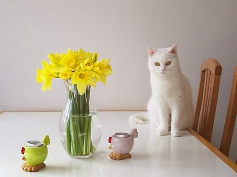 Blanding af racer tulle - Vidste I måske at påskeharen var en lille hvid missekat???? billede 14