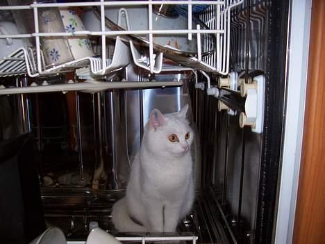 Blanding af racer tulle - Ja en opvaske maskine kan vist bruges til mange ting....hmmm... billede 15