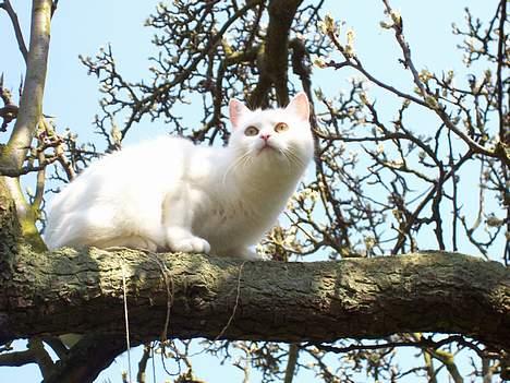 Blanding af racer tulle - Ha ha far....nu kan du ikke nå mig.... billede 16