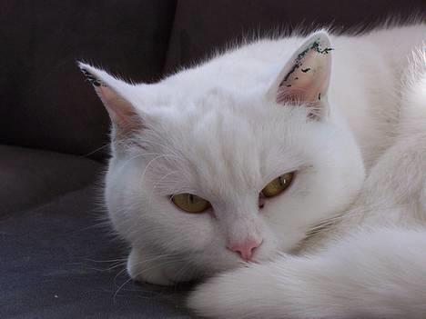 Blanding af racer tulle - Jeg er lige blevet tatoveret i øret, så nu er jeg træt....zzzzz billede 17