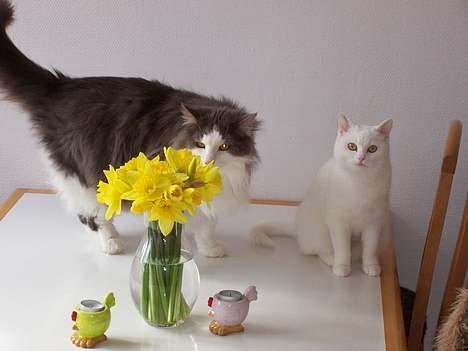 Blanding af racer tazz - Mig og lillesøster skal nok "passe" på blomsterne mor og far.....hmmmm billede 17