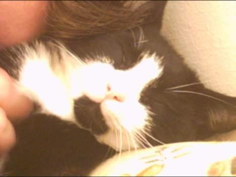 Blanding af racer Manse (Død) R.I.P billede 7