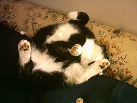 Blanding af racer Manse (Død) R.I.P billede 8