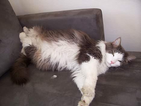 Blanding af racer tazz - Ja alle har jo hver deres måde at sove på...nogle mere behagelige end andre... billede 19