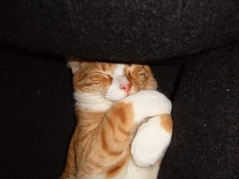 Huskat fimpe billede 10