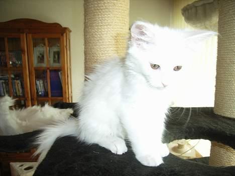 Maine Coon Missmiacoons Inca  - nyeste billede af den lille prinsesse.. :) billede 9