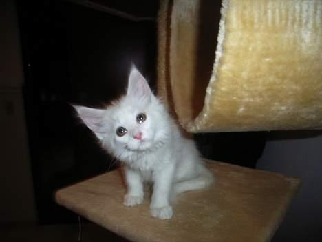 Maine Coon Missmiacoons Inca  - dejlige prinsesse Inca :D  billede 10