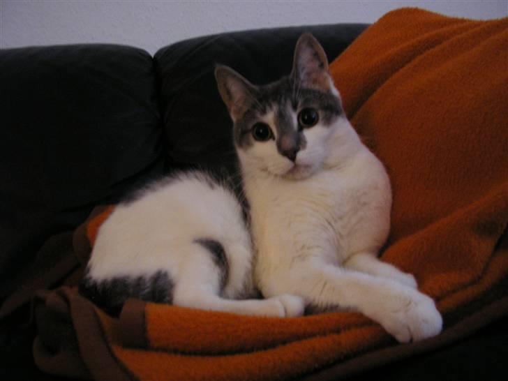 Huskat Timmay billede 8