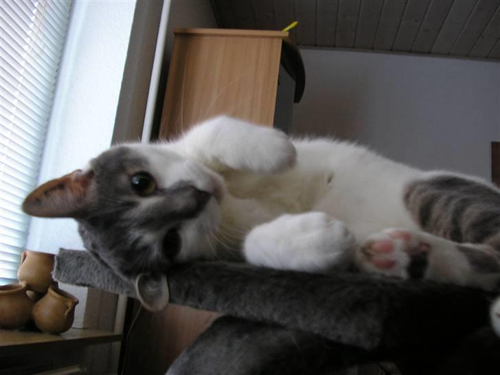 Huskat Timmay billede 9