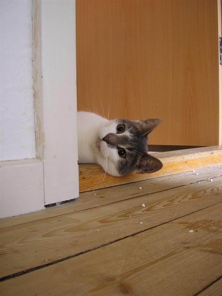 Huskat Timmay billede 10