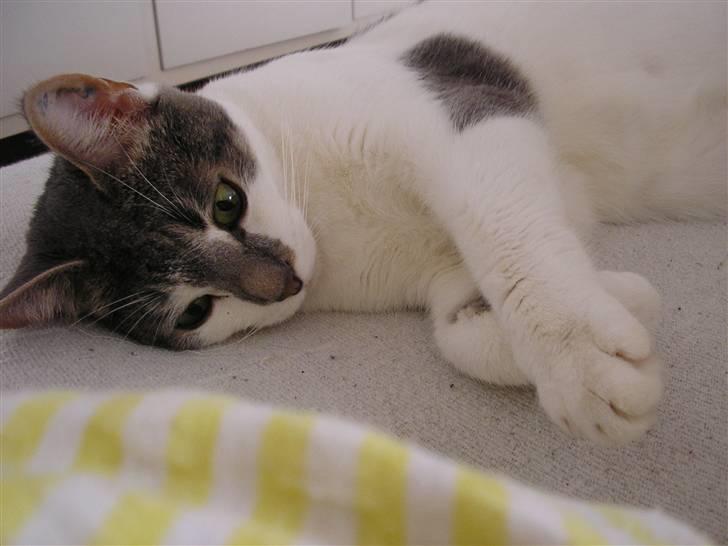 Huskat Timmay billede 11