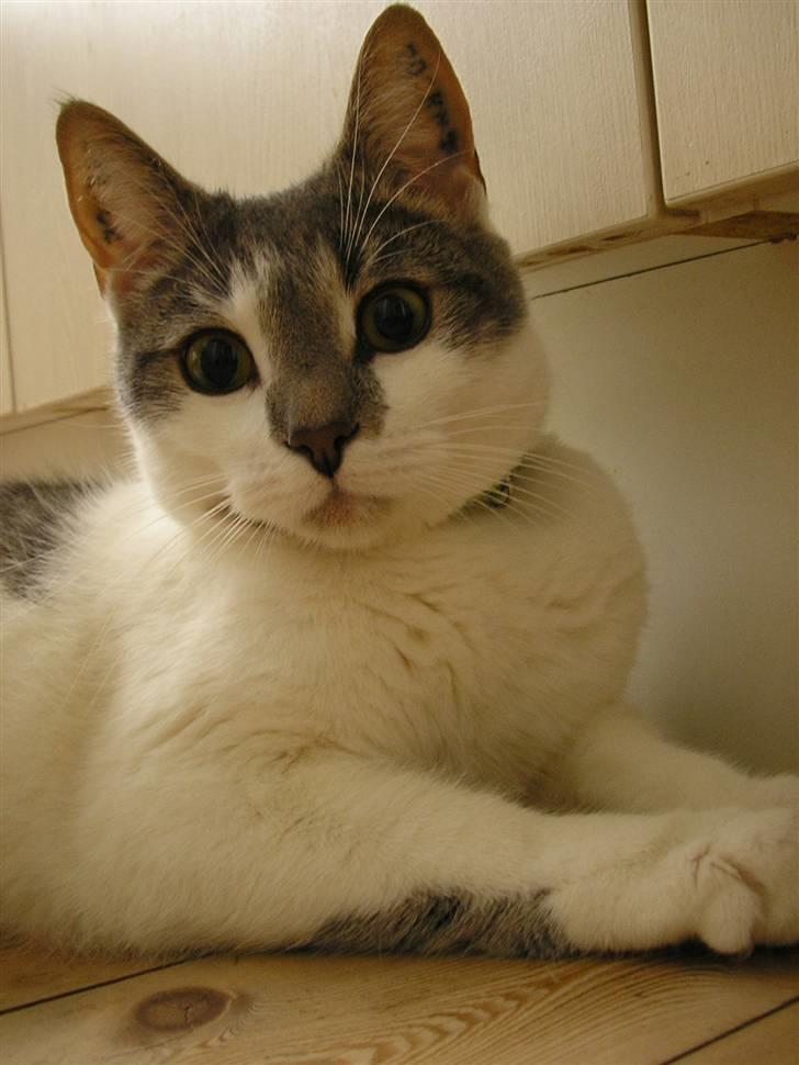 Huskat Timmay billede 12