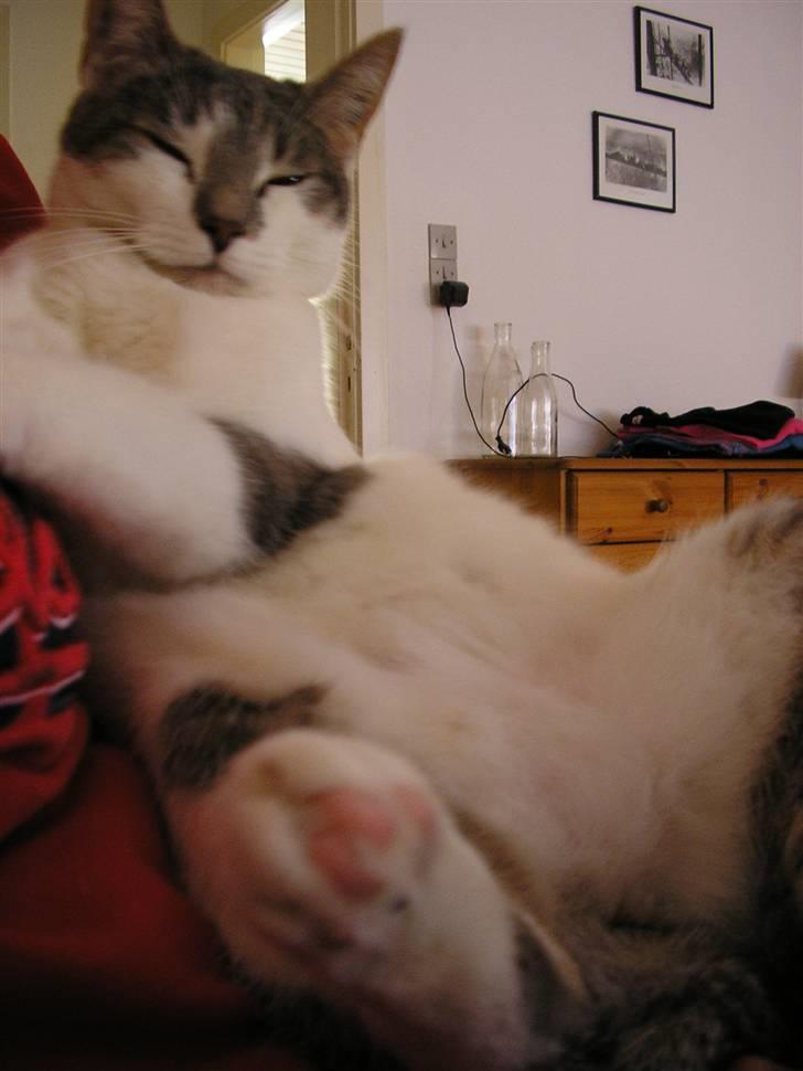 Huskat Timmay billede 13