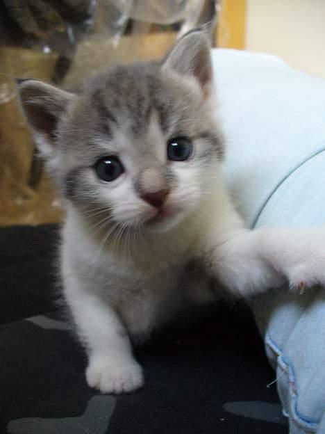 Huskat Timmay - Timmay d. 31 maj billede 14