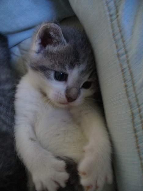 Huskat Timmay - Timmay d. 31 maj billede 15