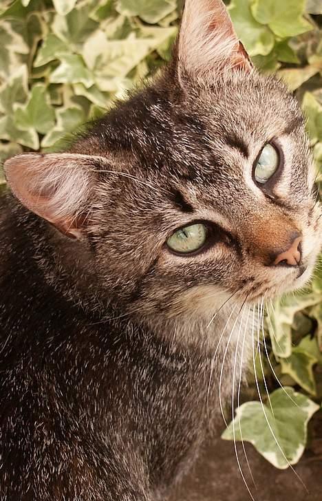 Blanding af racer Koda (Løbet væk) - Uha, kig mig dybt i øjnene og sig: "Koda er smuk" billede 3