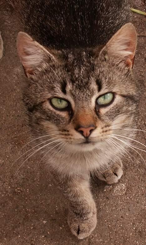 Blanding af racer Koda (Løbet væk) - Jeg kigger på DIG! billede 4