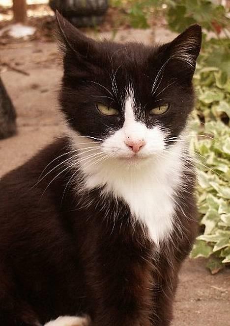 Blanding af racer Tanja - Uha, jeg kan jo godt se godt ud på billeder. billede 5