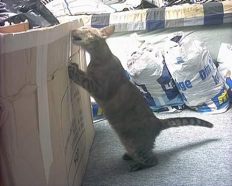 Huskat musen - mmm papkasse min livret ;) billede 10