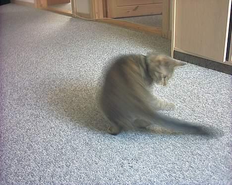 Huskat musen - Her prøver jeg så uden held at fange min hale.. billede 11