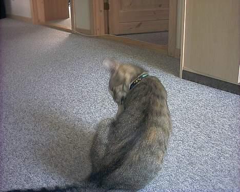 Huskat musen - Her bidder jeg lige mine negle det har jeg lært af mor og far billede 12