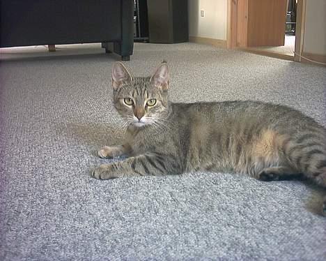 Huskat musen - Er jeg ikk lidt lækker ;) billede 13