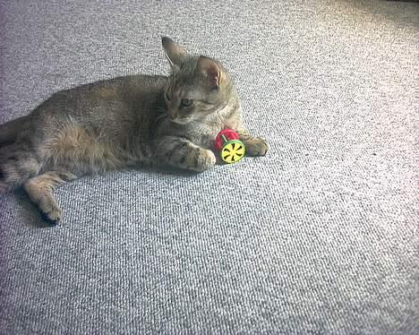 Huskat musen - Ja ja mor skal nok prøve at se ud som om jeg gider lege med det her fis :) billede 14