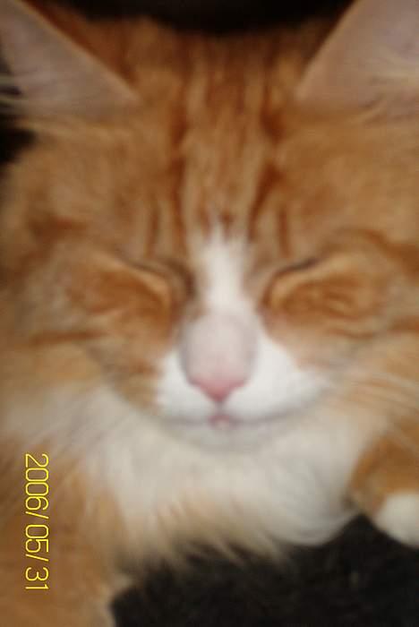 Maine Coon Lucas - Rækker lige tunge af fotografen billede 15