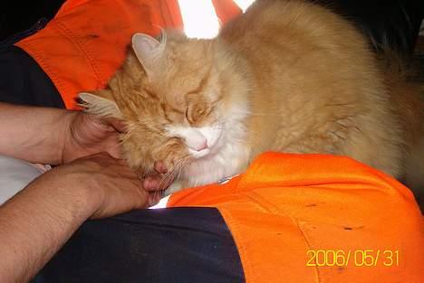 Maine Coon Lucas billede 16