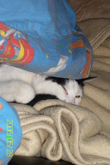 Huskat Molly **Død 29 maj 2006** billede 16