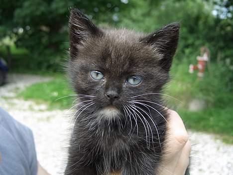 Huskat Pusser *Solgt* (Kisser) - marts 2006 billede 1