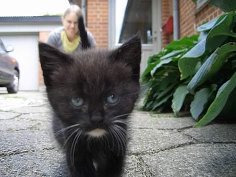 Huskat Pusser *Solgt* (Kisser) - marts 2006 billede 2