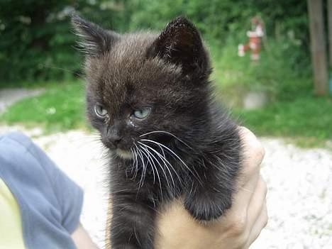 Huskat Pusser *Solgt* (Kisser) - marts 2006 billede 3