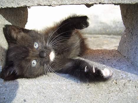 Huskat Pusser *Solgt* (Kisser) - marts 2006 billede 4