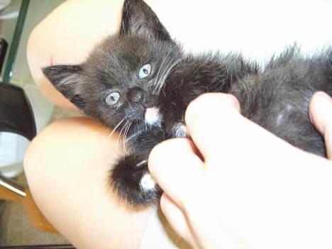 Huskat Pusser *Solgt* (Kisser) - marts 2006 billede 5