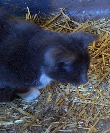 Huskat kitten - putter lidt.. hun er lidt af en putte-kat.. billede 4