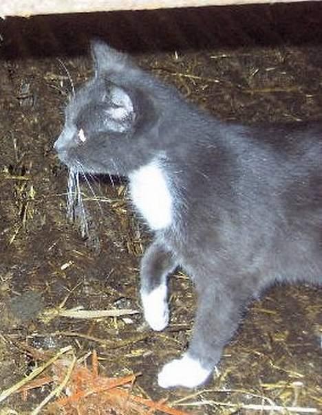 Huskat kitten - på jagt..  billede 5