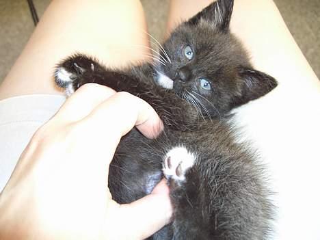 Huskat Pusser *Solgt* (Kisser) - marts 2006 billede 6