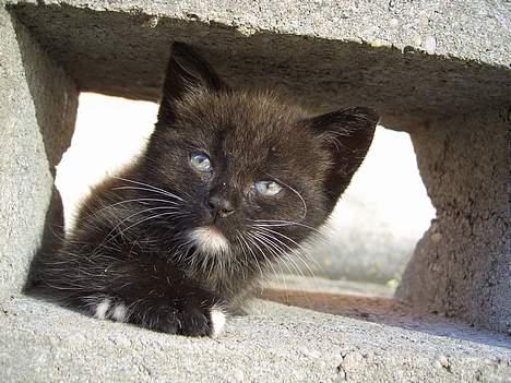 Huskat Pusser *Solgt* (Kisser) - marts 2006 billede 7