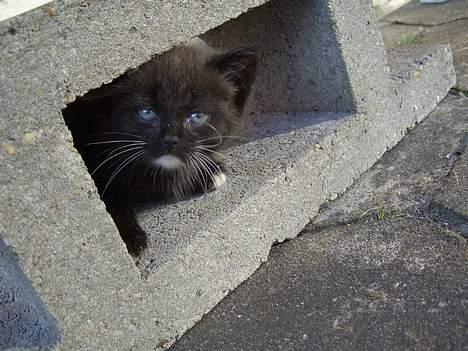 Huskat Pusser *Solgt* (Kisser) - marts 2006 billede 8