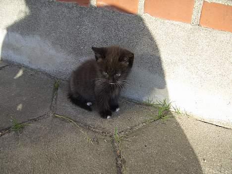 Huskat Pusser *Solgt* (Kisser) - marts 2006 billede 9