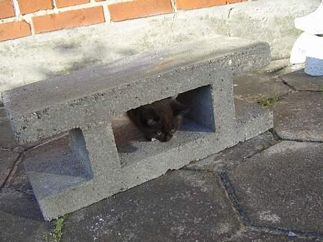 Huskat Pusser *Solgt* (Kisser) - marts 2006 billede 10