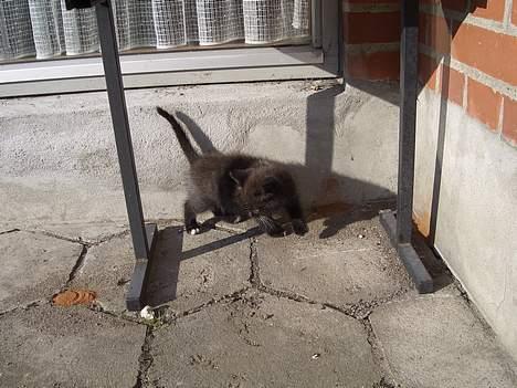 Huskat Pusser *Solgt* (Kisser) - marts 2006 billede 11