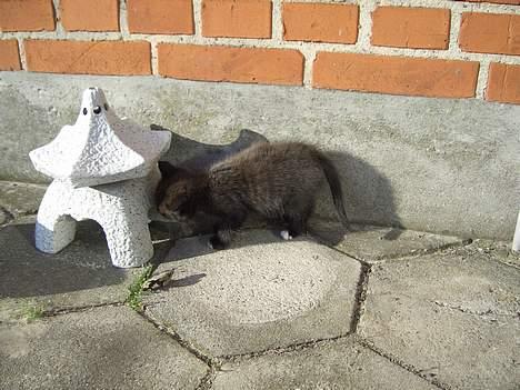 Huskat Pusser *Solgt* (Kisser) - marts 2006 billede 12