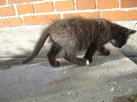 Huskat Pusser *Solgt* (Kisser) - marts 2006 billede 13