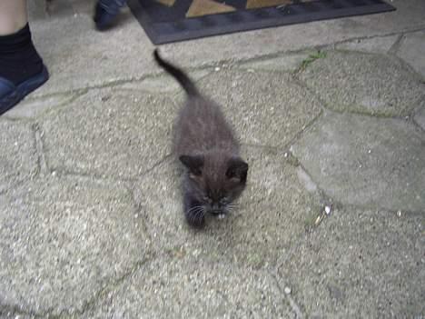 Huskat Pusser *Solgt* (Kisser) - marts 2006 billede 14