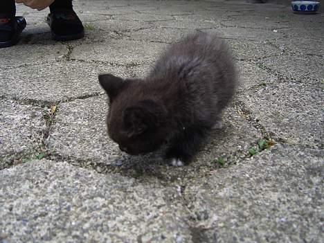 Huskat Pusser *Solgt* (Kisser) - marts 2006 billede 15